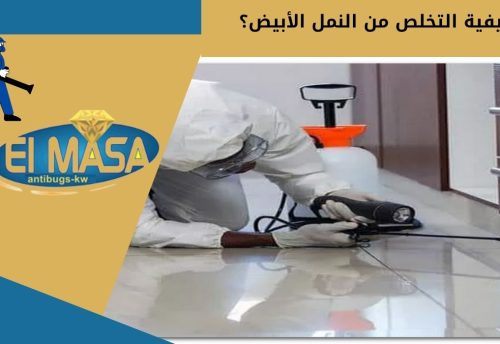 كيفية التخلص من النمل الأبيض؟