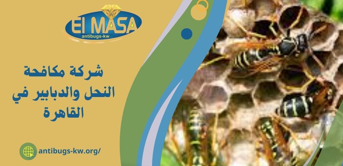 شركة مكافحة النحل والدبابير في القاهرة