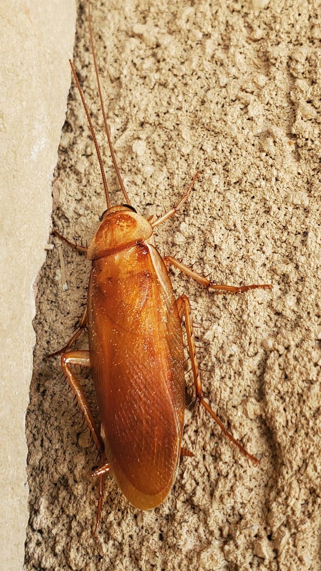 الشركة الألمانية لمكافحة الحشرات في مصر الجديدة 