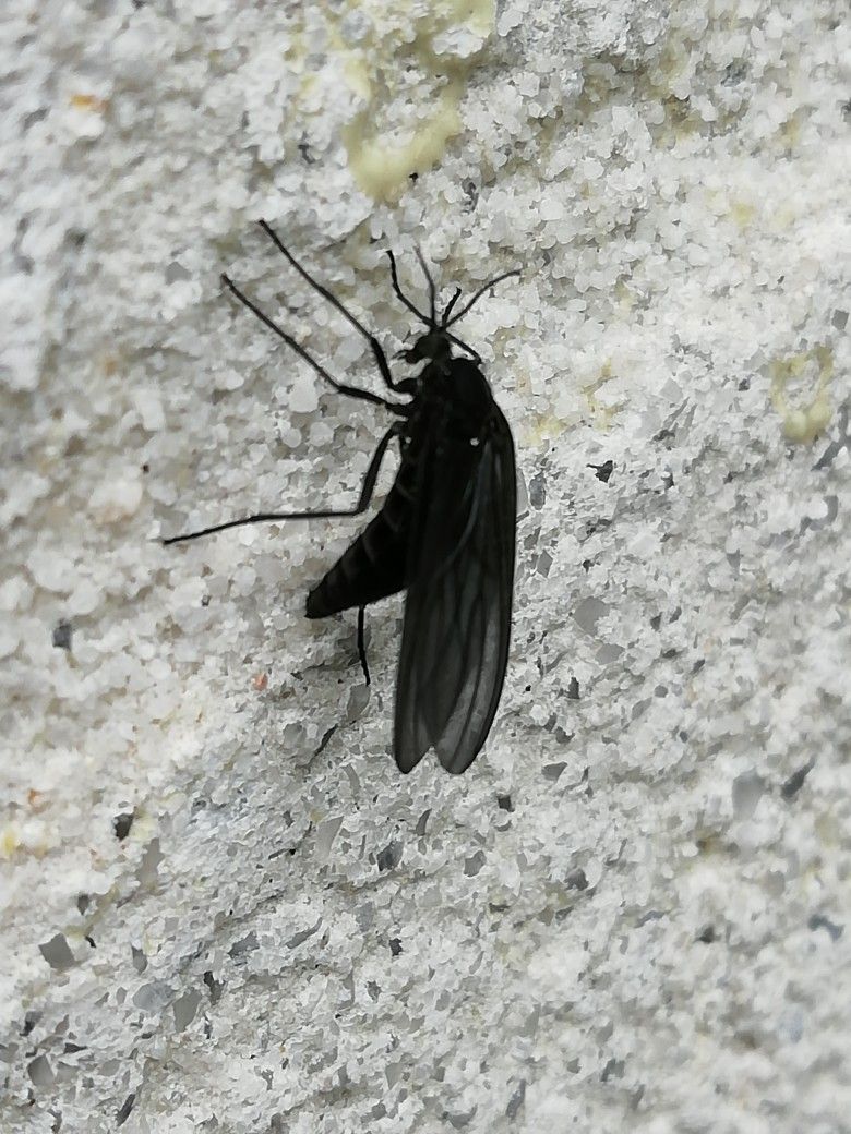 الشركة الألمانية لمكافحة الحشرات في مصر الجديدة