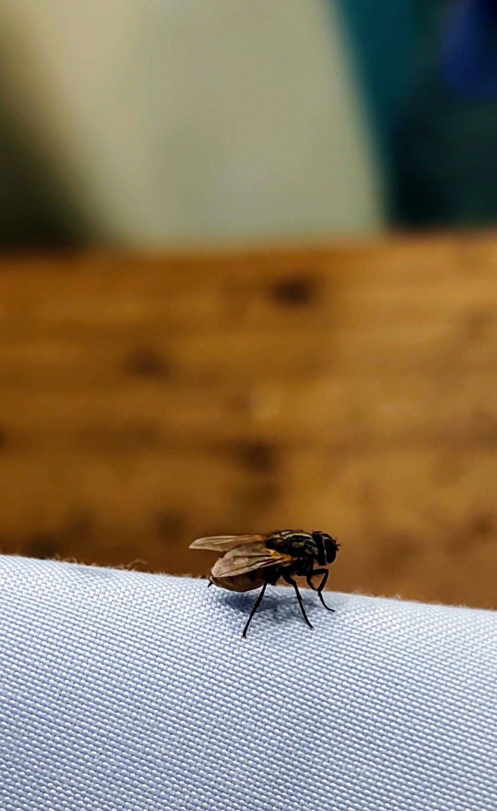 الشركة الألمانية لمكافحة الحشرات في مصر الجديدة