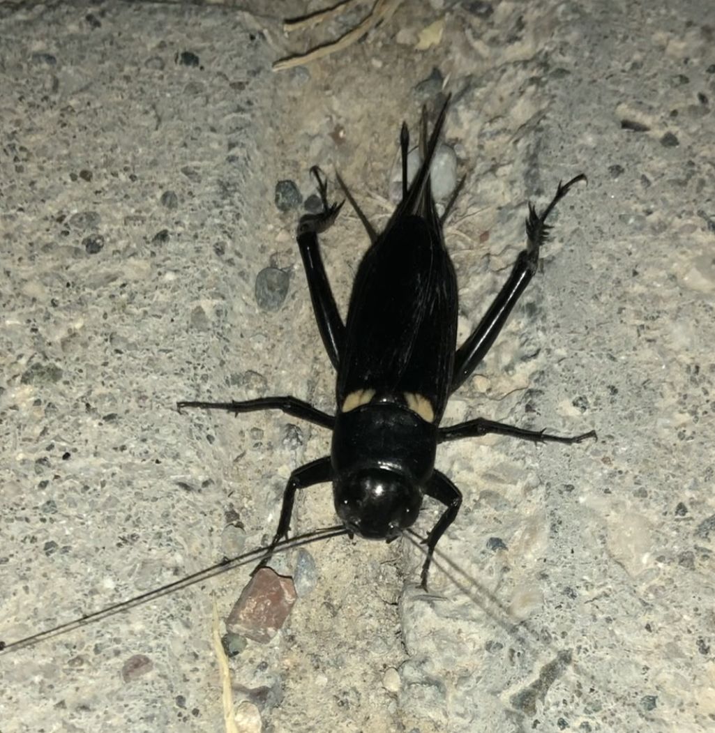 الشركة الألمانية لمكافحة الحشرات في مصر الجديدة 