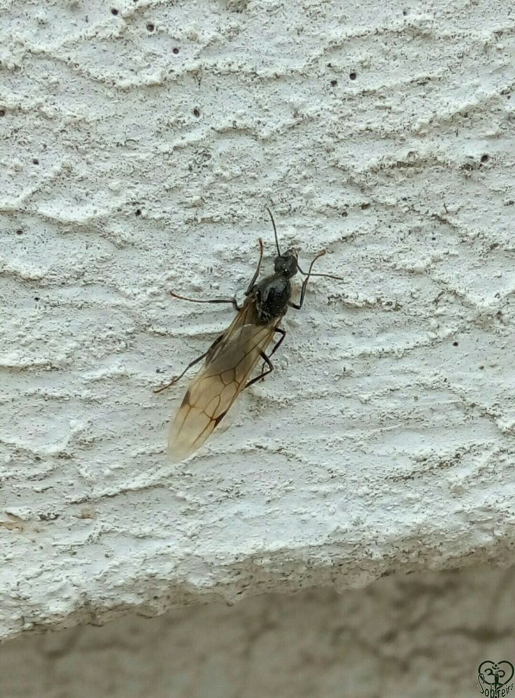 الشركة الألمانية لمكافحة الحشرات في مصر الجديدة