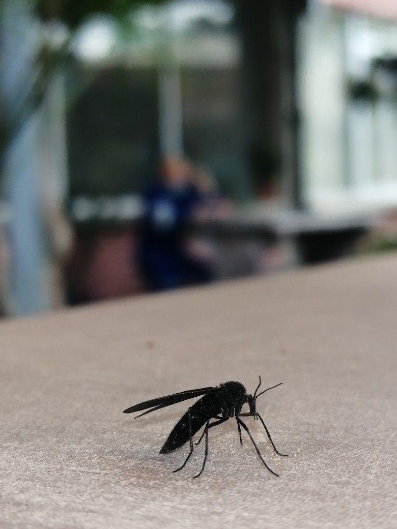 الشركة الألمانية لمكافحة الحشرات في مصر الجديدة