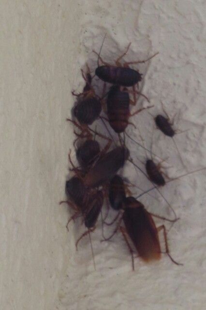 الشركة الألمانية لمكافحة الحشرات في مصر الجديدة 