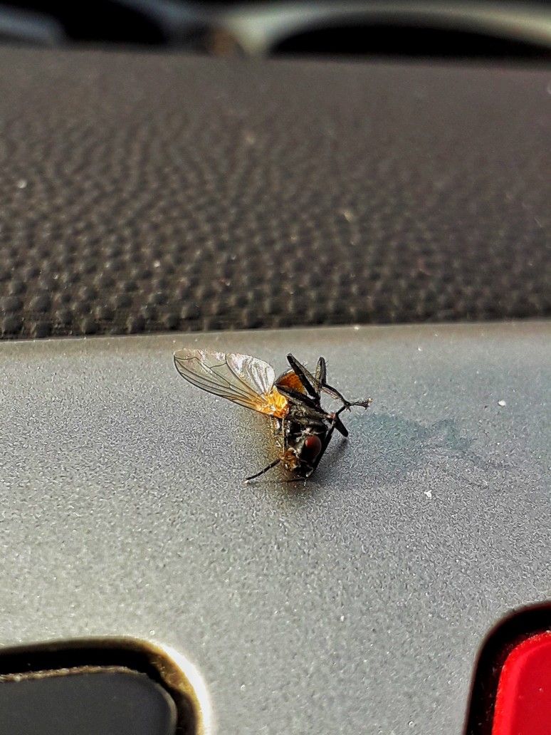 الشركة الألمانية لمكافحة الحشرات في مصر الجديدة