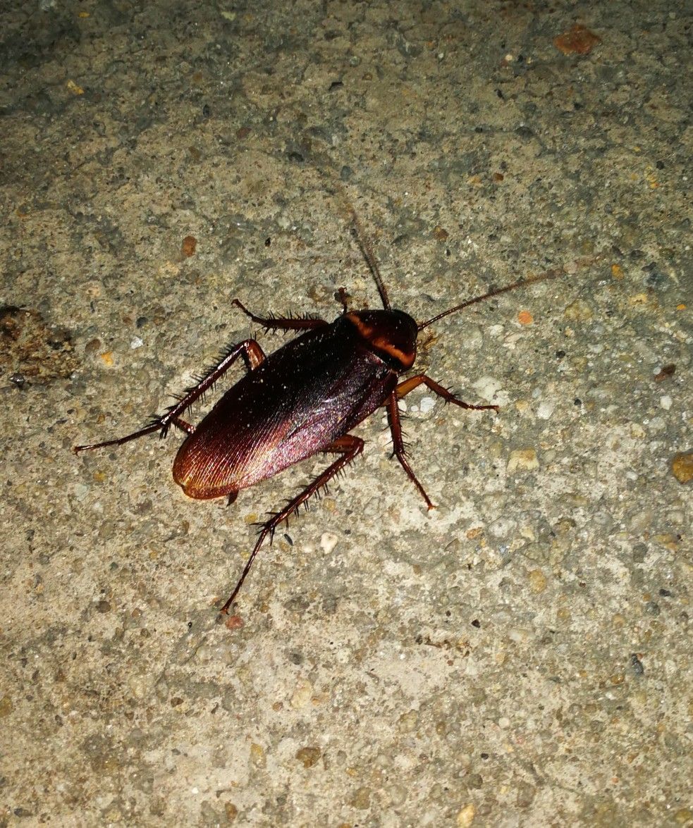 الشركة الألمانية لمكافحة الحشرات في مصر الجديدة 