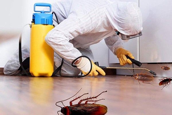 أفضل شركات مكافحة الحشرات فى العاشر من رمضان