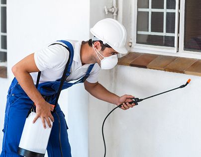 ابادة الحشرات المنزلية فى الوراق