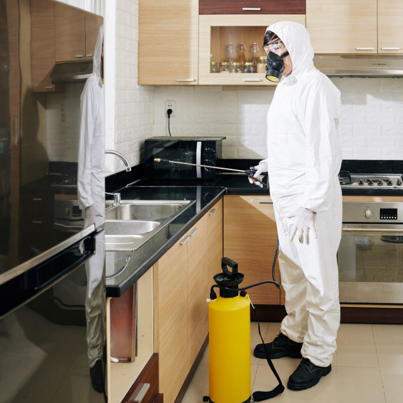 خدمات شركة مكافحة الحشرات في شبرا مصر