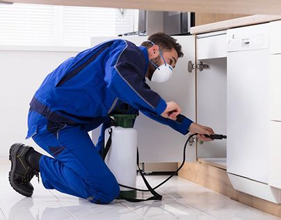 شركه مكافحة حشرات فى شبرا مصر