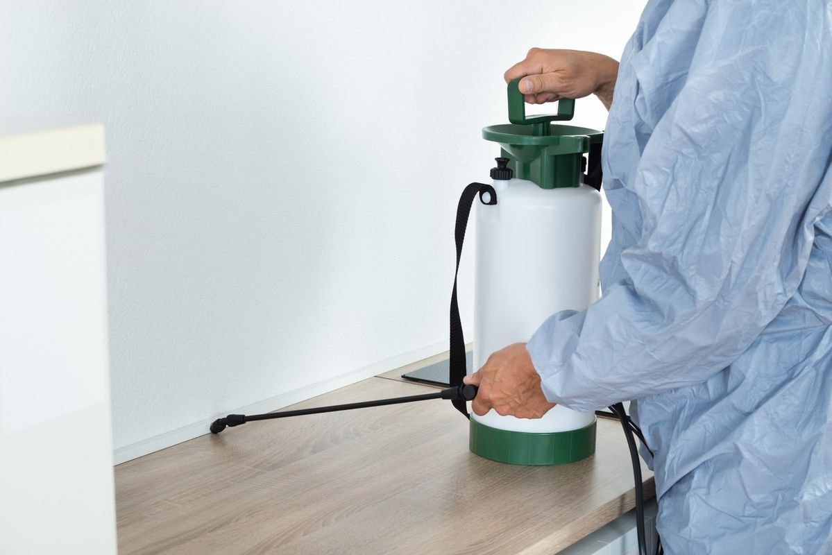 الشركة الالمانية لمكافحة الحشرات في القنطرة شرق