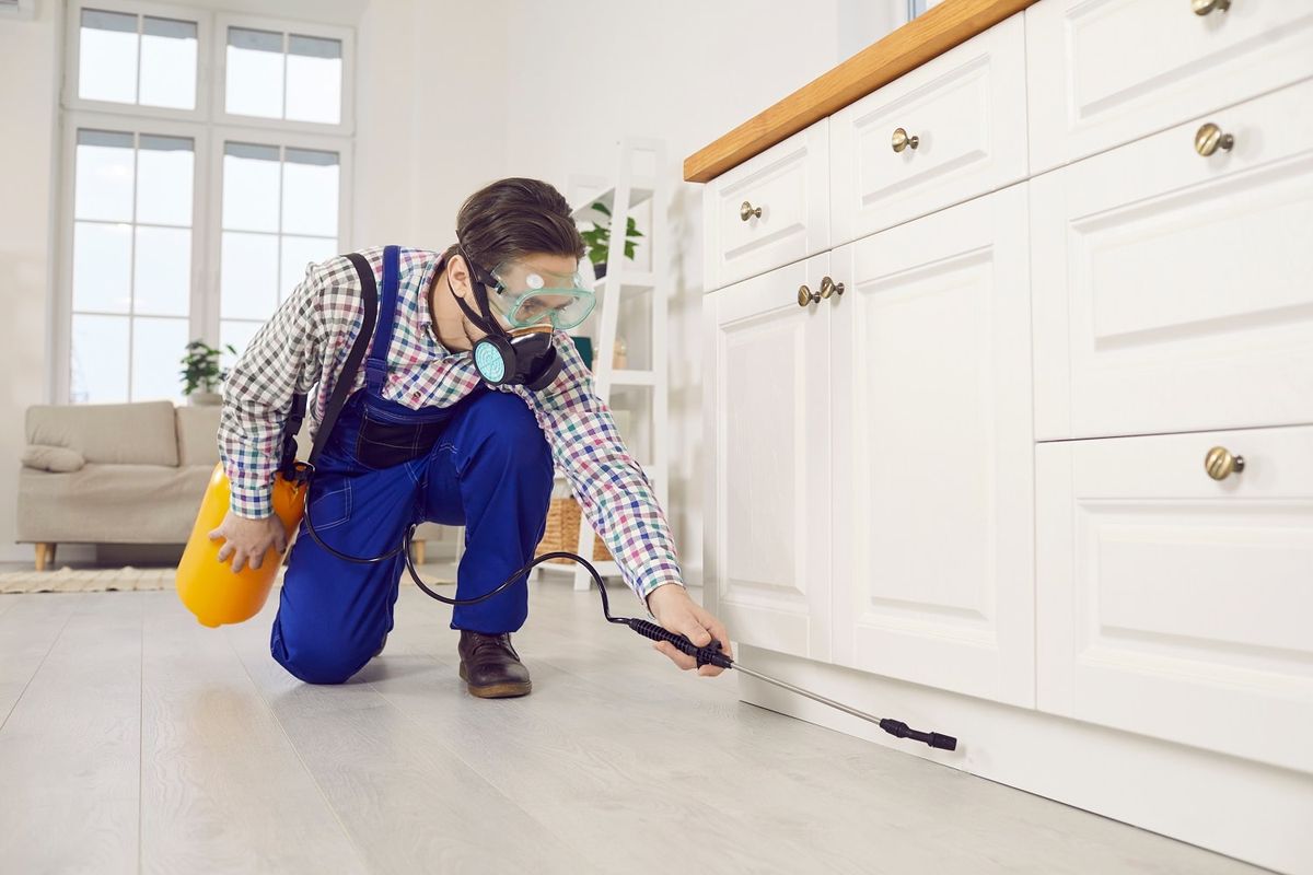 تواصل الآن مع أفضل شركة مكافحة حشرات في جنوب سينا واحجز خدمتك فورًا