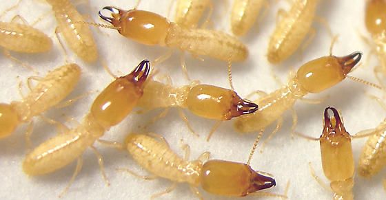 رش النمل الابيض