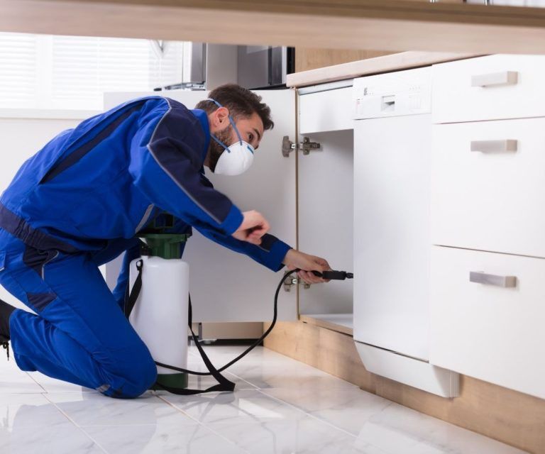 شركة مبيدات حشرية في العمرانية