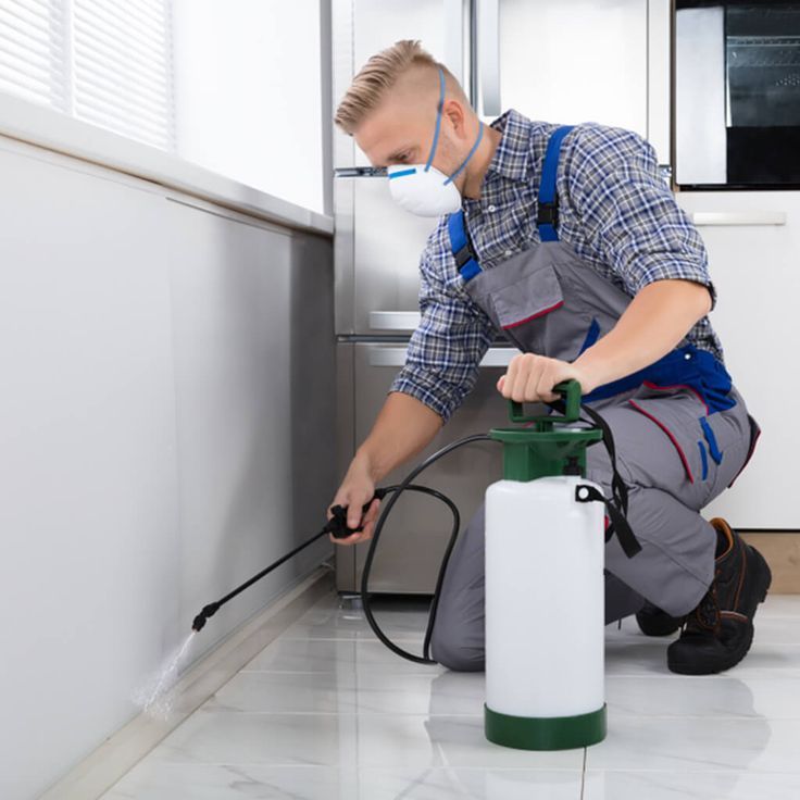 شركه مكافحة حشرات في بشتيل