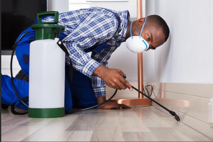 شركه مكافحة حشرات في حدائق أكتوبر